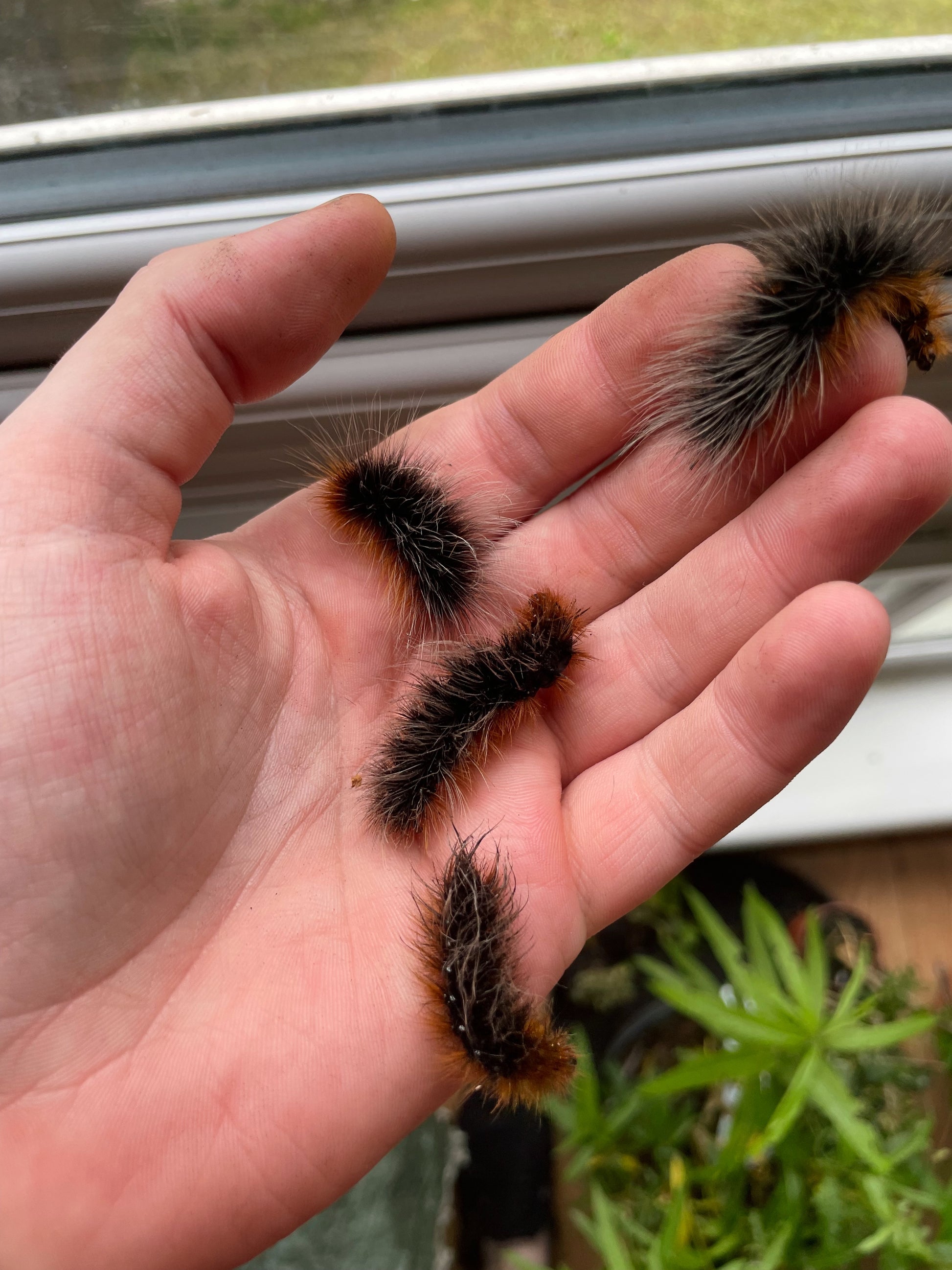 Live butterflies and moths for sale online UK. Order eggs, caterpillars, pupae, and cocoons. Watch the lifecycle unfold with insects to rear at home!