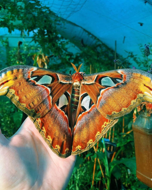 Attacus atlas eggs and cocoons for sale online UK
