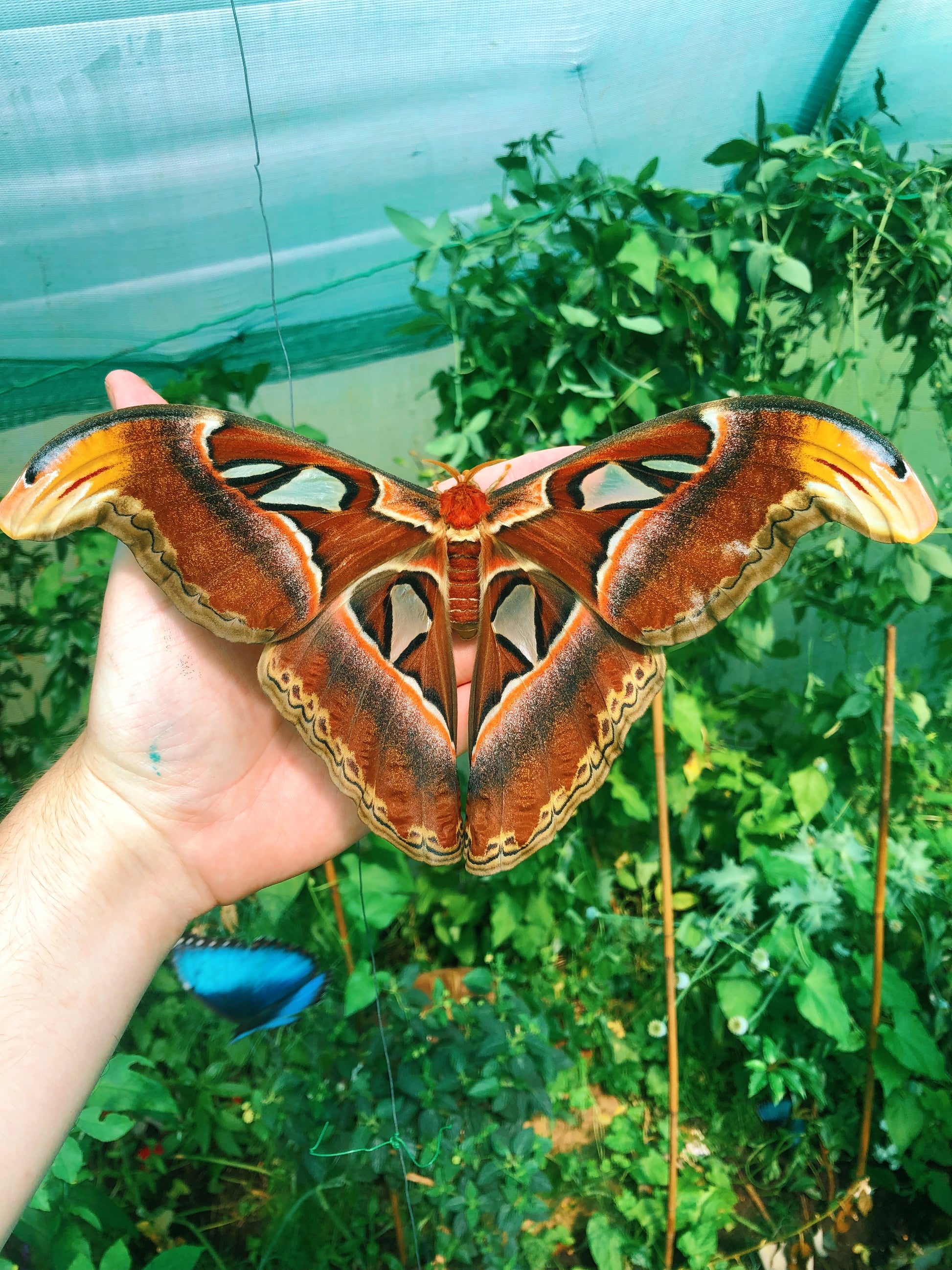 Live butterflies and moths for sale online UK. Order eggs, caterpillars, pupae, and cocoons. Watch the lifecycle unfold with insects to rear at home!