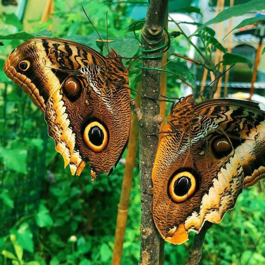 Live butterflies and moths for sale online UK. Buy eggs, caterpillars, pupae, and cocoons. Watch the lifecycle unfold with insects to rear at home!