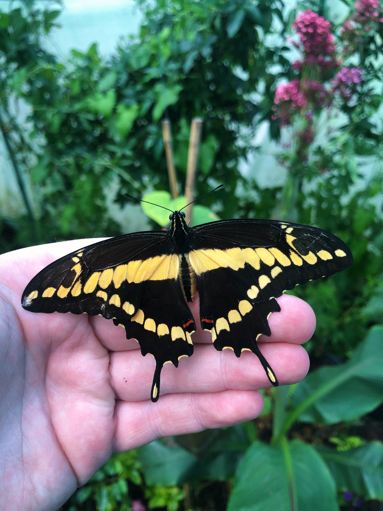 Live butterflies and moths for sale online UK. Order eggs, caterpillars, pupae, and cocoons. Watch the lifecycle unfold with insects to rear at home!