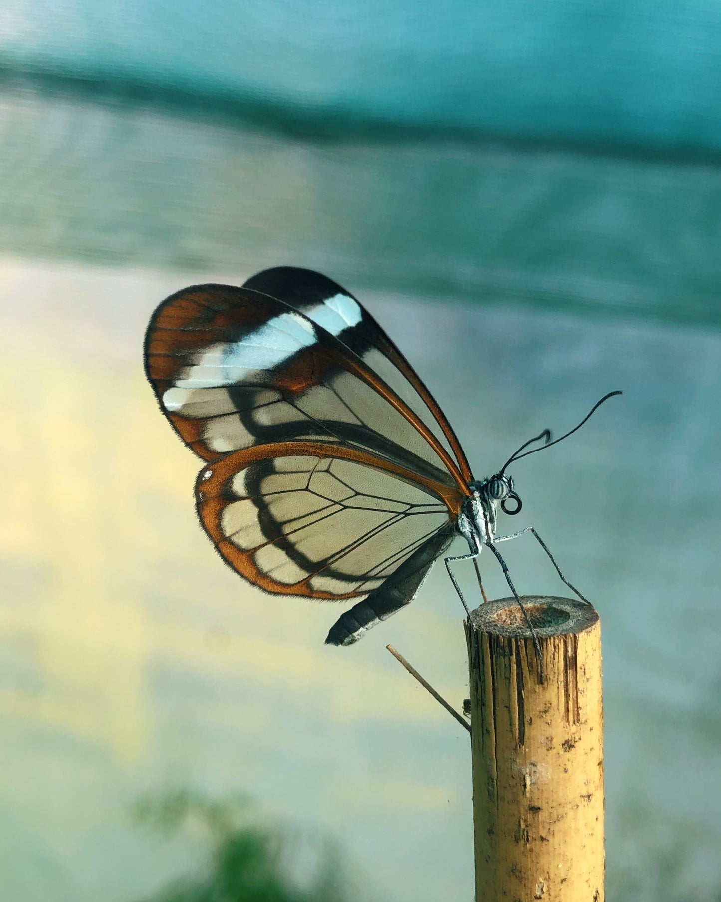 Live butterflies and moths for sale online UK. Order eggs, caterpillars, pupae, and cocoons. Watch the lifecycle unfold with insects to rear at home!