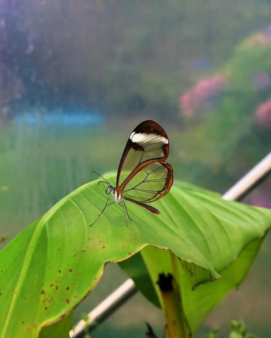 Live butterflies and moths for sale online UK. Order eggs, caterpillars, pupae, and cocoons. Watch the lifecycle unfold with insects to rear at home!