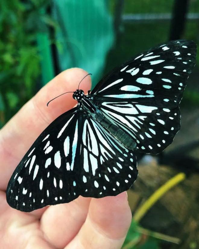 Live butterflies and moths for sale online UK. Buy eggs, caterpillars, pupae, and cocoons. Watch the lifecycle unfold with insects to rear at home!