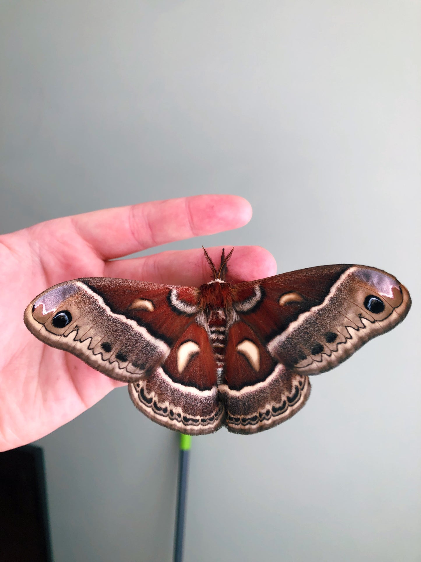 Live butterflies and moths for sale online UK. Buy eggs, caterpillars, pupae, and cocoons. Watch the lifecycle unfold with insects to rear at home!