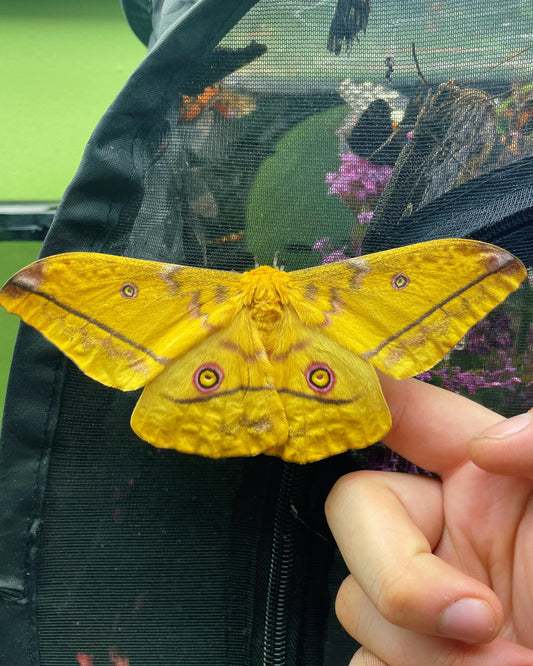 Live butterflies and moths for sale online UK. Buy eggs, caterpillars, pupae, and cocoons. Watch the lifecycle unfold with insects to rear at home!