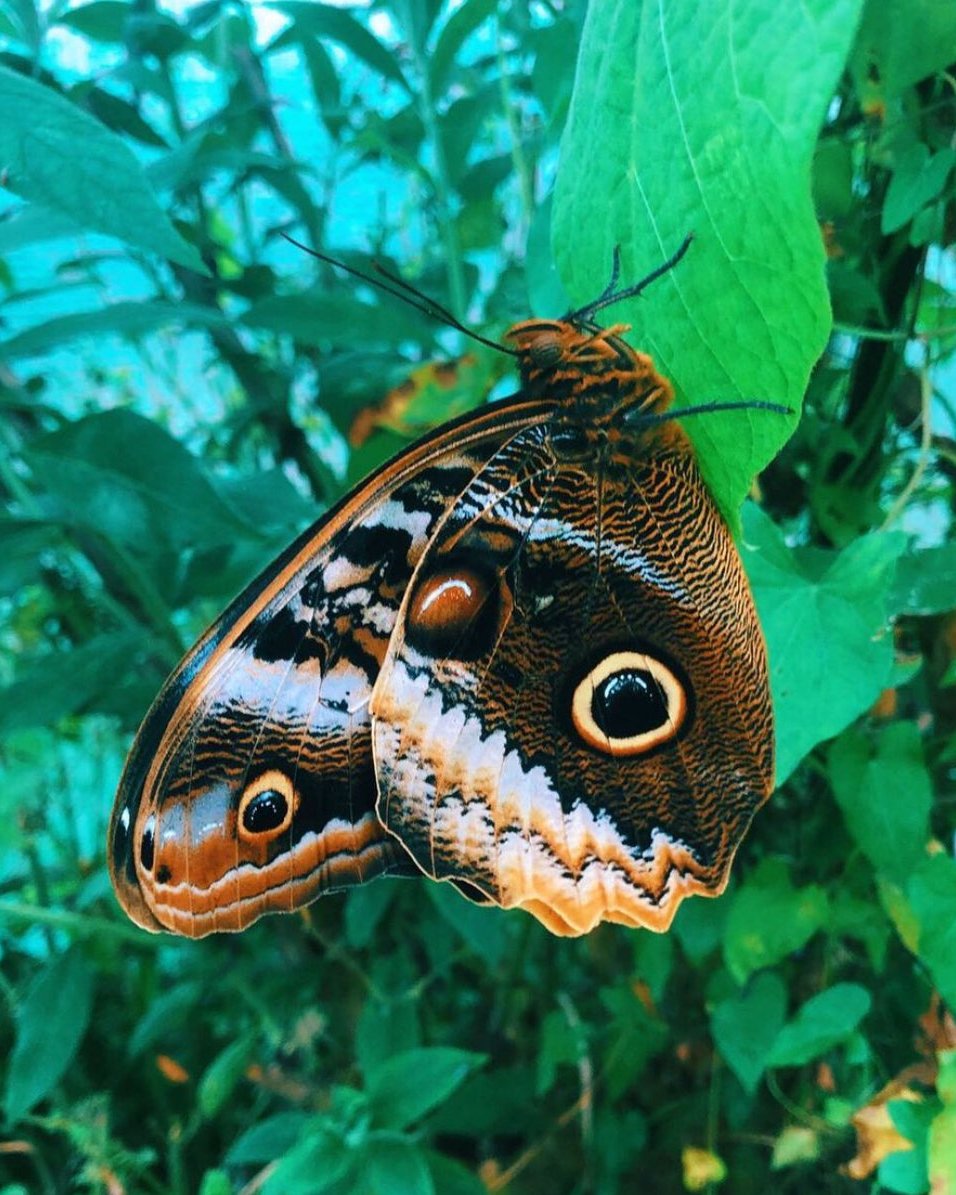 Live butterflies and moths for sale online UK. Order eggs, caterpillars, pupae, and cocoons. Watch the lifecycle unfold with insects to rear at home!