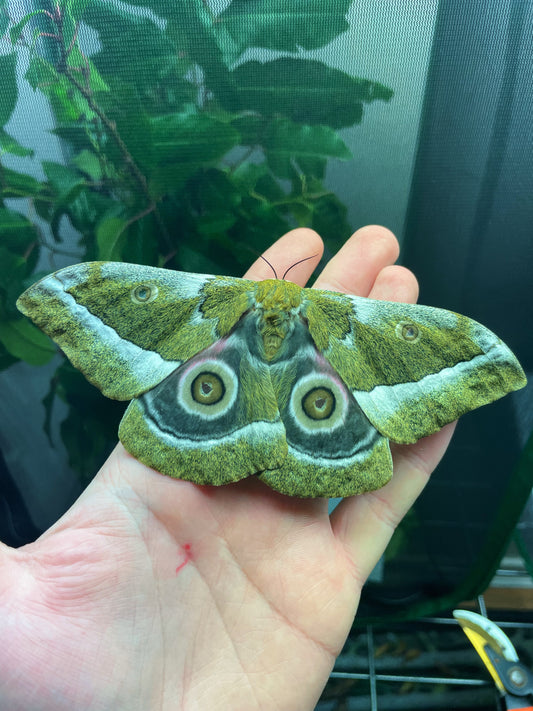 Zambezi River Emperor moth