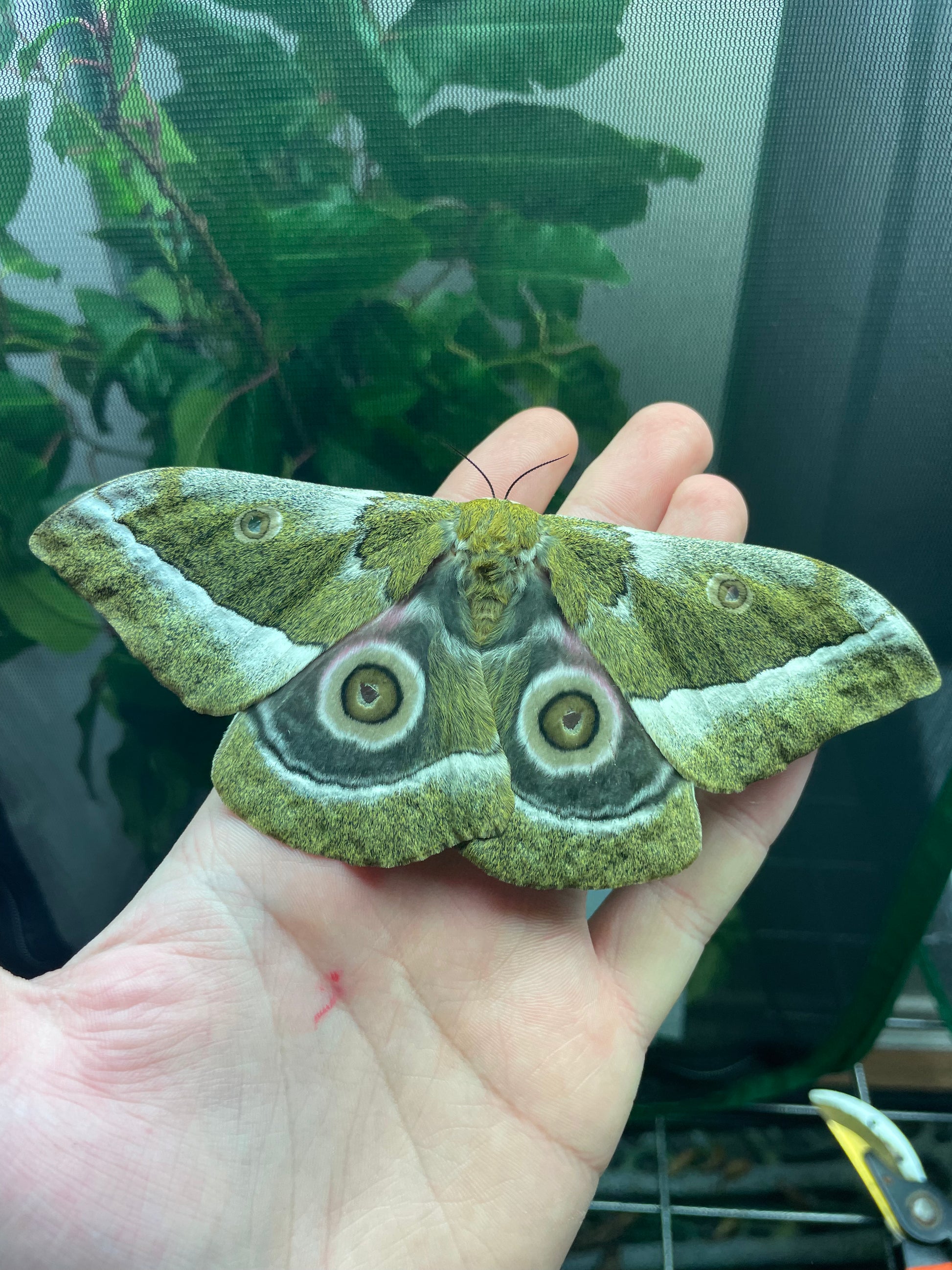 Zambezi River Emperor moth