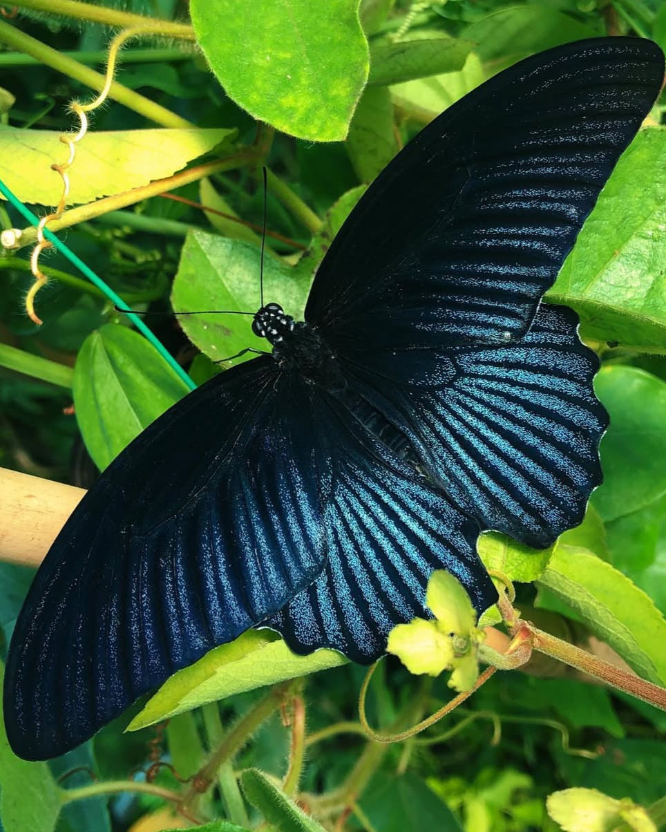 Live butterflies and moths for sale online UK. Order eggs, caterpillars, pupae, and cocoons. Watch the lifecycle unfold with insects to rear at home!