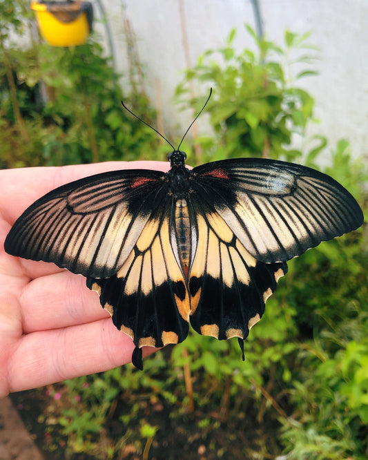 Live butterflies and moths for sale online UK. Order eggs, caterpillars, pupae, and cocoons. Watch the lifecycle unfold with insects to rear at home!