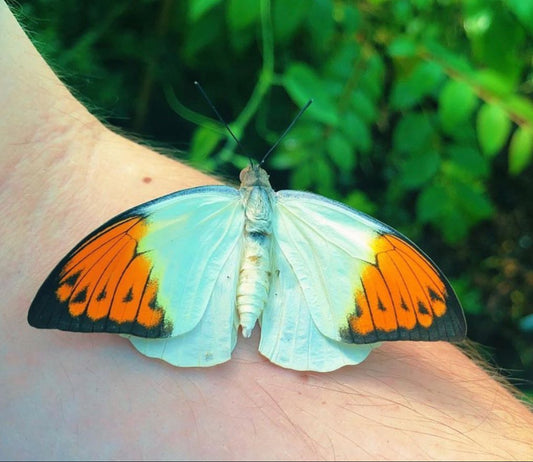 Live butterflies and moths for sale online UK. Order eggs, caterpillars, pupae, and cocoons. Watch the lifecycle unfold with insects to rear at home!