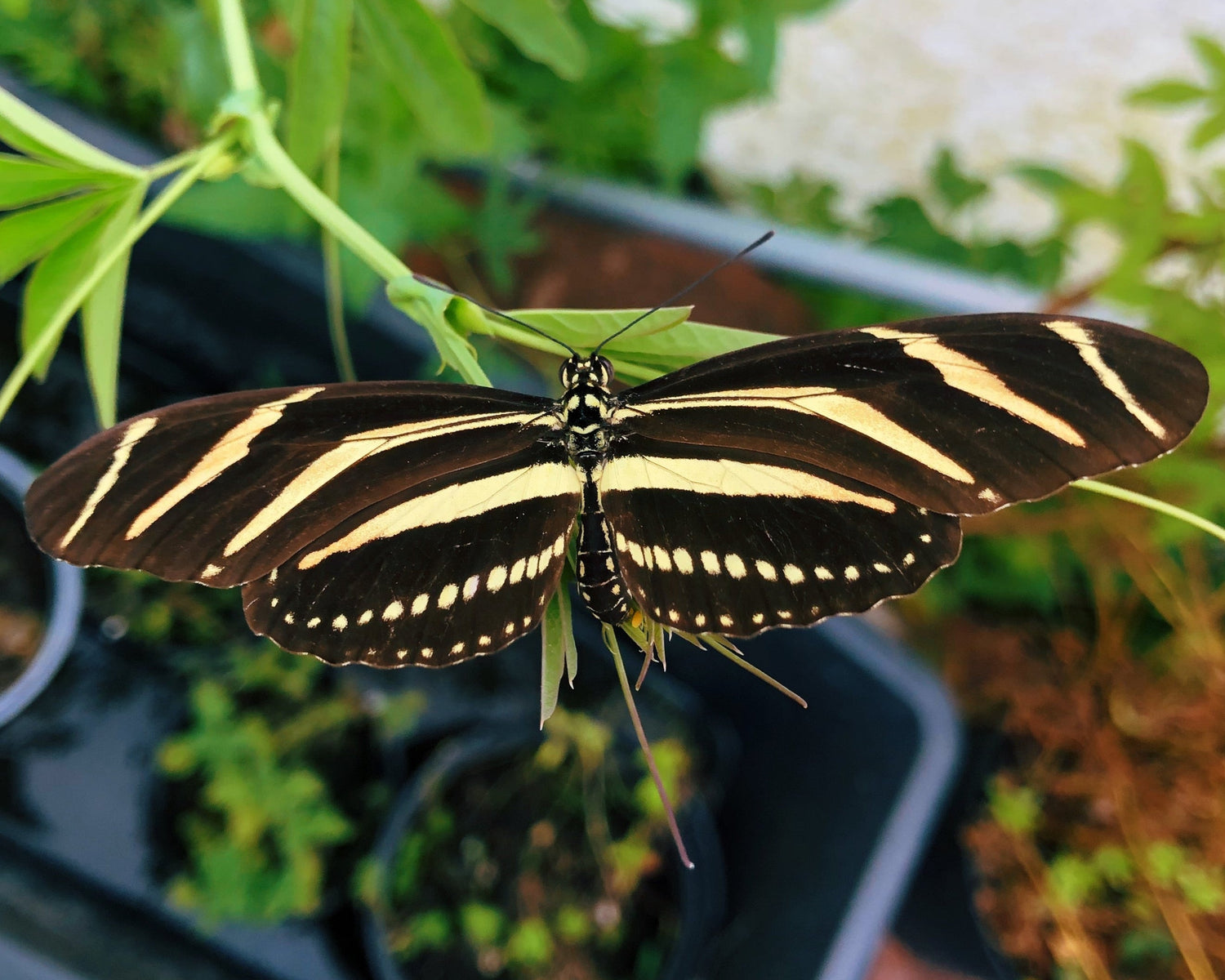 Live butterflies and moths for sale online UK. Order eggs, caterpillars, pupae, and cocoons. Watch the lifecycle unfold with insects to rear at home!