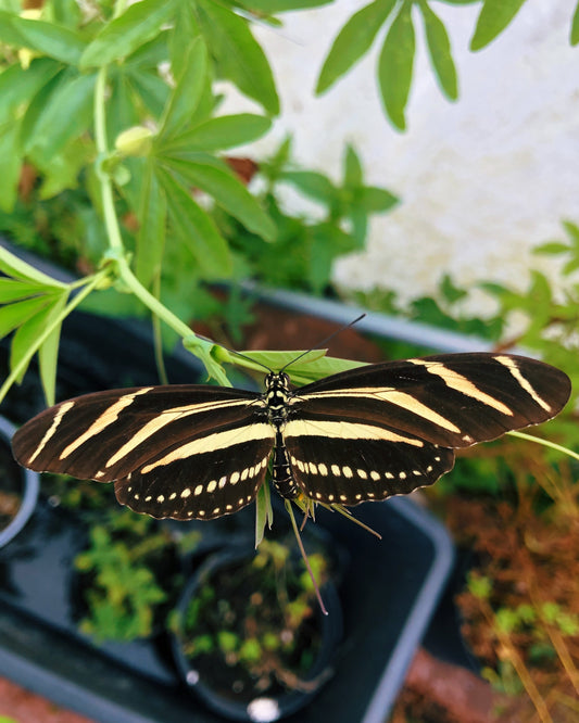 Live butterflies and moths for sale online UK. Order eggs, caterpillars, pupae, and cocoons. Watch the lifecycle unfold with insects to rear at home!