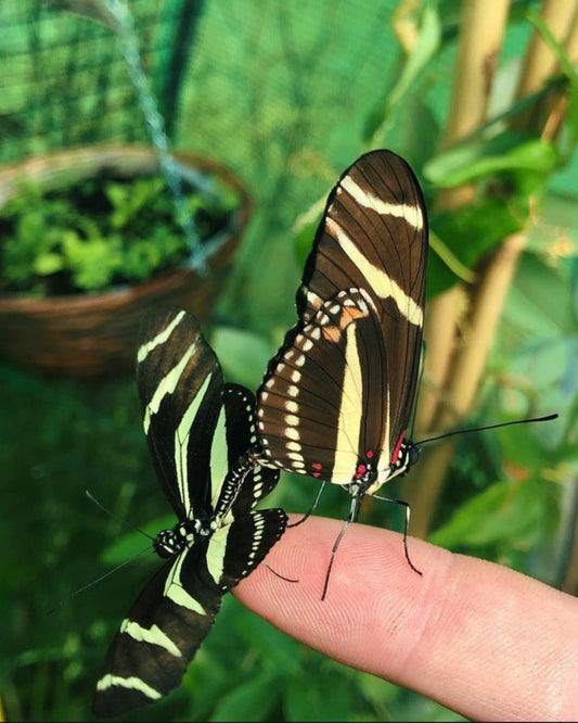 Live butterflies and moths for sale online UK. Order eggs, caterpillars, pupae, and cocoons. Watch the lifecycle unfold with insects to rear at home!