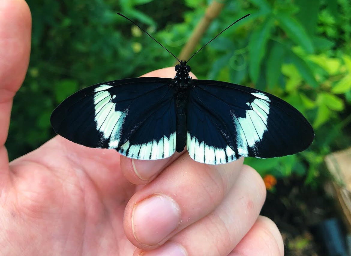 Live butterflies and moths for sale online UK. Order eggs, caterpillars, pupae, and cocoons. Watch the lifecycle unfold with insects to rear at home!