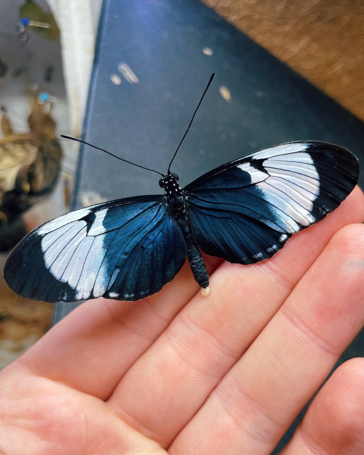 Live butterflies and moths for sale online UK. Order eggs, caterpillars, pupae, and cocoons. Watch the lifecycle unfold with insects to rear at home!