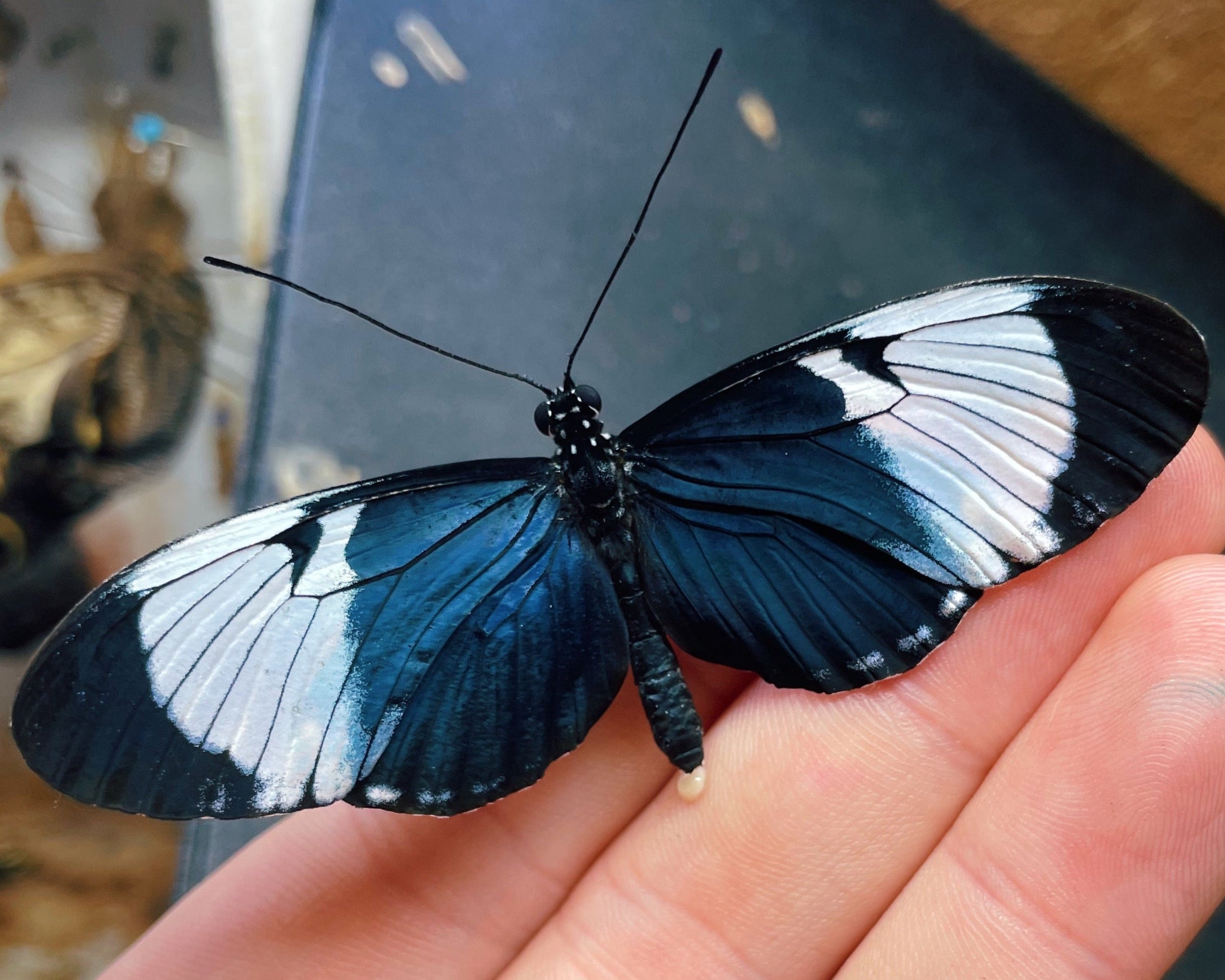 Live butterflies and moths for sale online UK. Order eggs, caterpillars, pupae, and cocoons. Watch the lifecycle unfold with insects to rear at home!