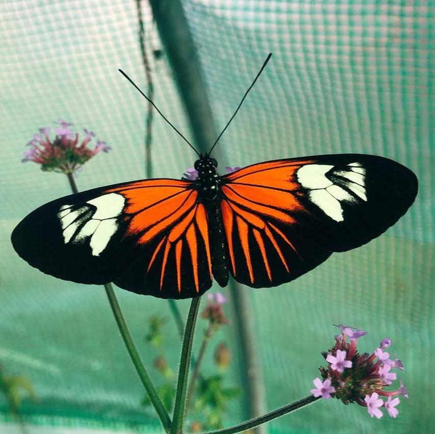 Live butterflies and moths for sale online UK. Order eggs, caterpillars, pupae, and cocoons. Watch the lifecycle unfold with insects to rear at home!