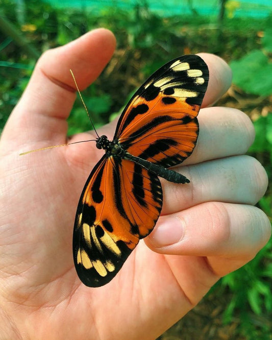 Live butterfly pupae for sale online UK