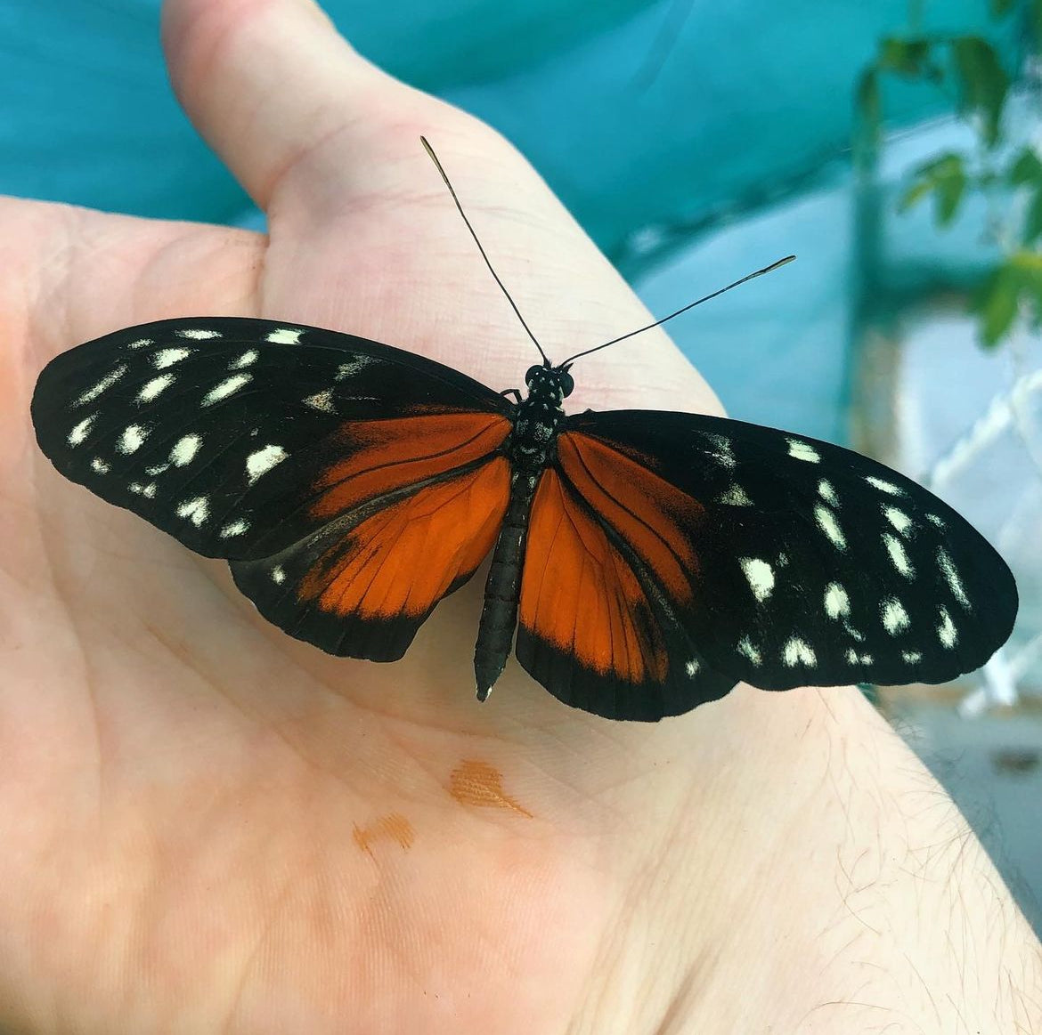 Live butterfly pupae for sale online UK