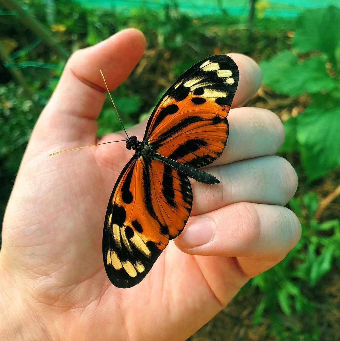 Live butterflies and moths for sale online UK. Order eggs, caterpillars, pupae, and cocoons. Watch the lifecycle unfold with insects to rear at home!