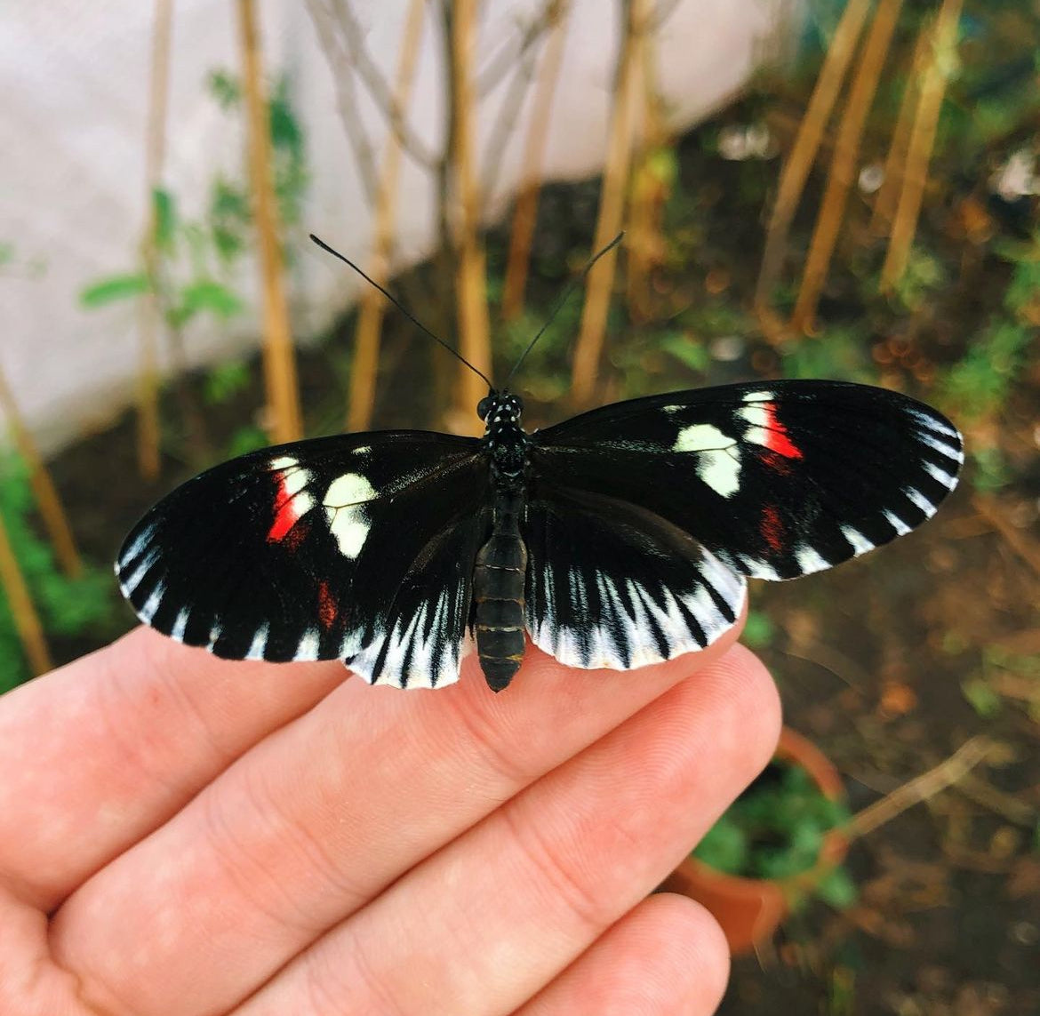 Live butterflies and moths for sale online UK. Order eggs, caterpillars, pupae, and cocoons. Watch the lifecycle unfold with insects to rear at home!