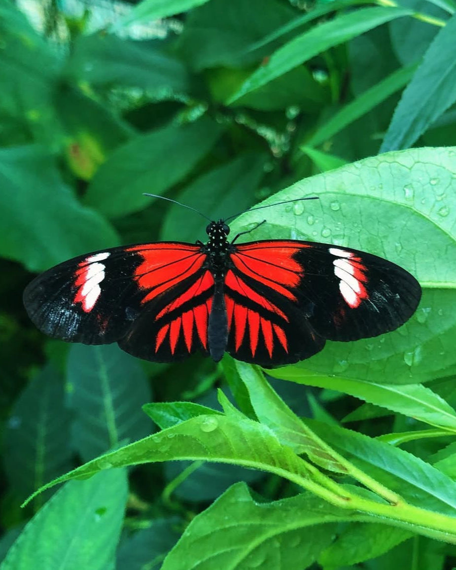 Live butterflies and moths for sale online UK. Order eggs, caterpillars, pupae, and cocoons. Watch the lifecycle unfold with insects to rear at home!