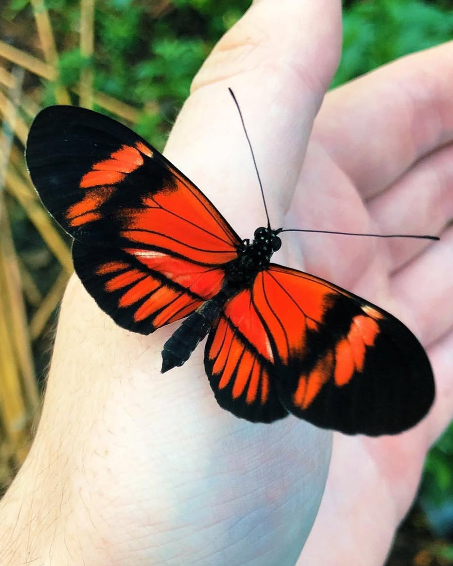 Live butterflies and moths for sale online UK. Order eggs, caterpillars, pupae, and cocoons. Watch the lifecycle unfold with insects to rear at home!