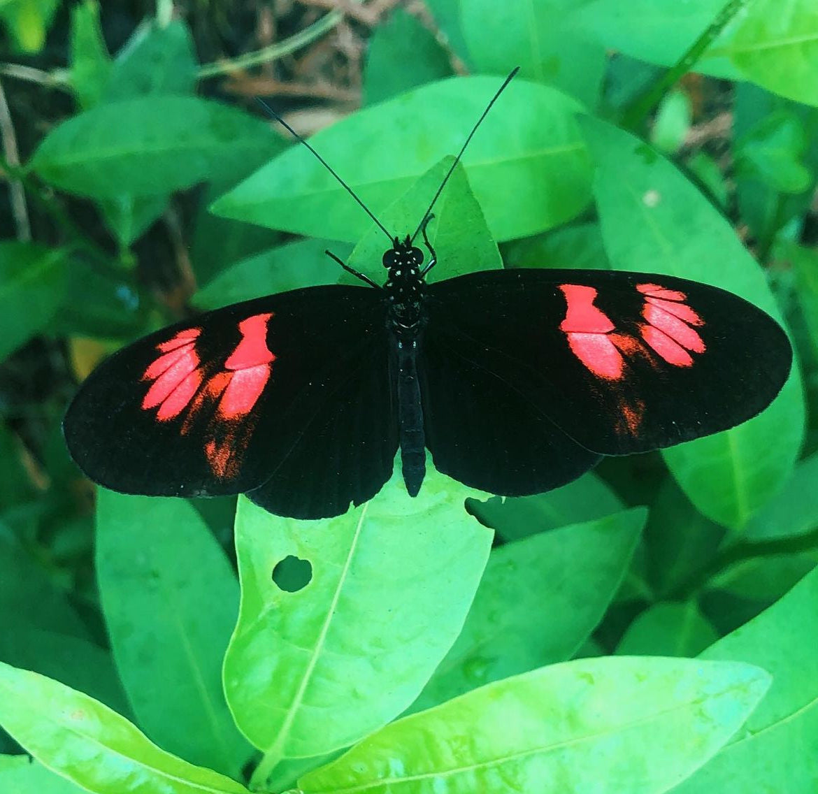 Live butterfly pupae for sale online UK