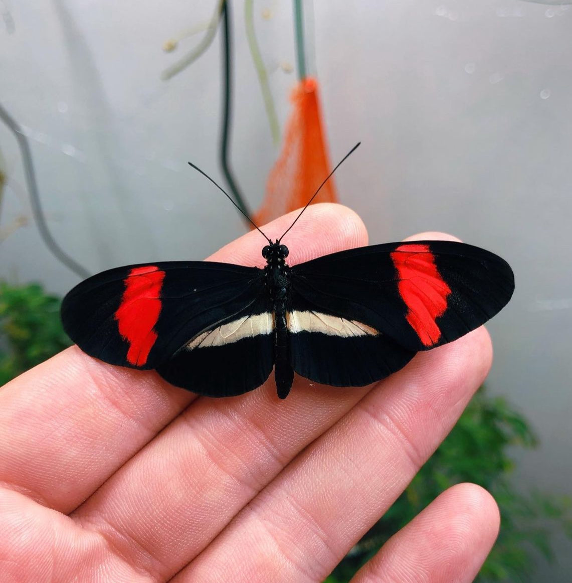 Live butterflies and moths for sale online UK. Order eggs, caterpillars, pupae, and cocoons. Watch the lifecycle unfold with insects to rear at home!