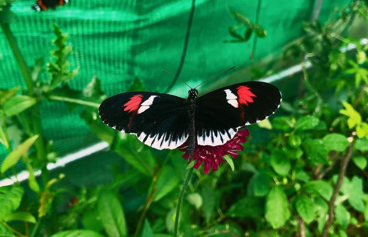 Live butterflies and moths for sale online UK. Order eggs, caterpillars, pupae, and cocoons. Watch the lifecycle unfold with insects to rear at home!