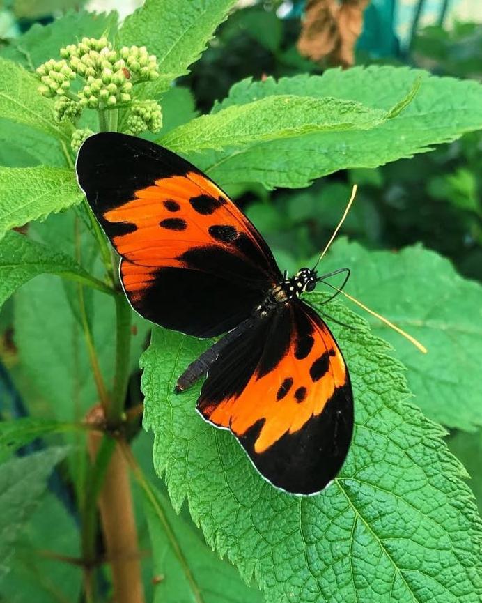 Live butterflies and moths for sale online UK. Order eggs, caterpillars, pupae, and cocoons. Watch the lifecycle unfold with insects to rear at home!