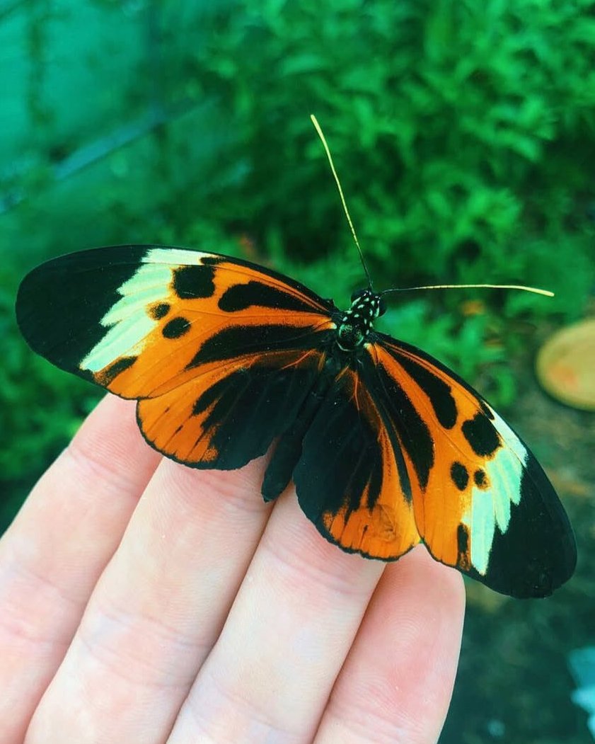 Live butterflies and moths for sale online UK. Order eggs, caterpillars, pupae, and cocoons. Watch the lifecycle unfold with insects to rear at home!