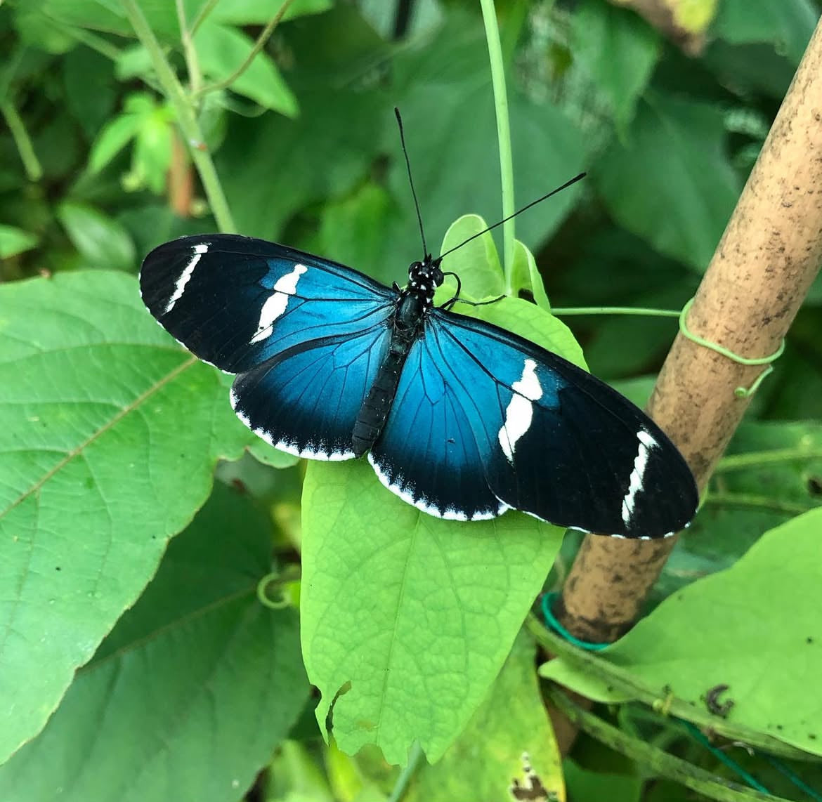 Live butterflies and moths for sale online UK. Order eggs, caterpillars, pupae, and cocoons. Watch the lifecycle unfold with insects to rear at home!