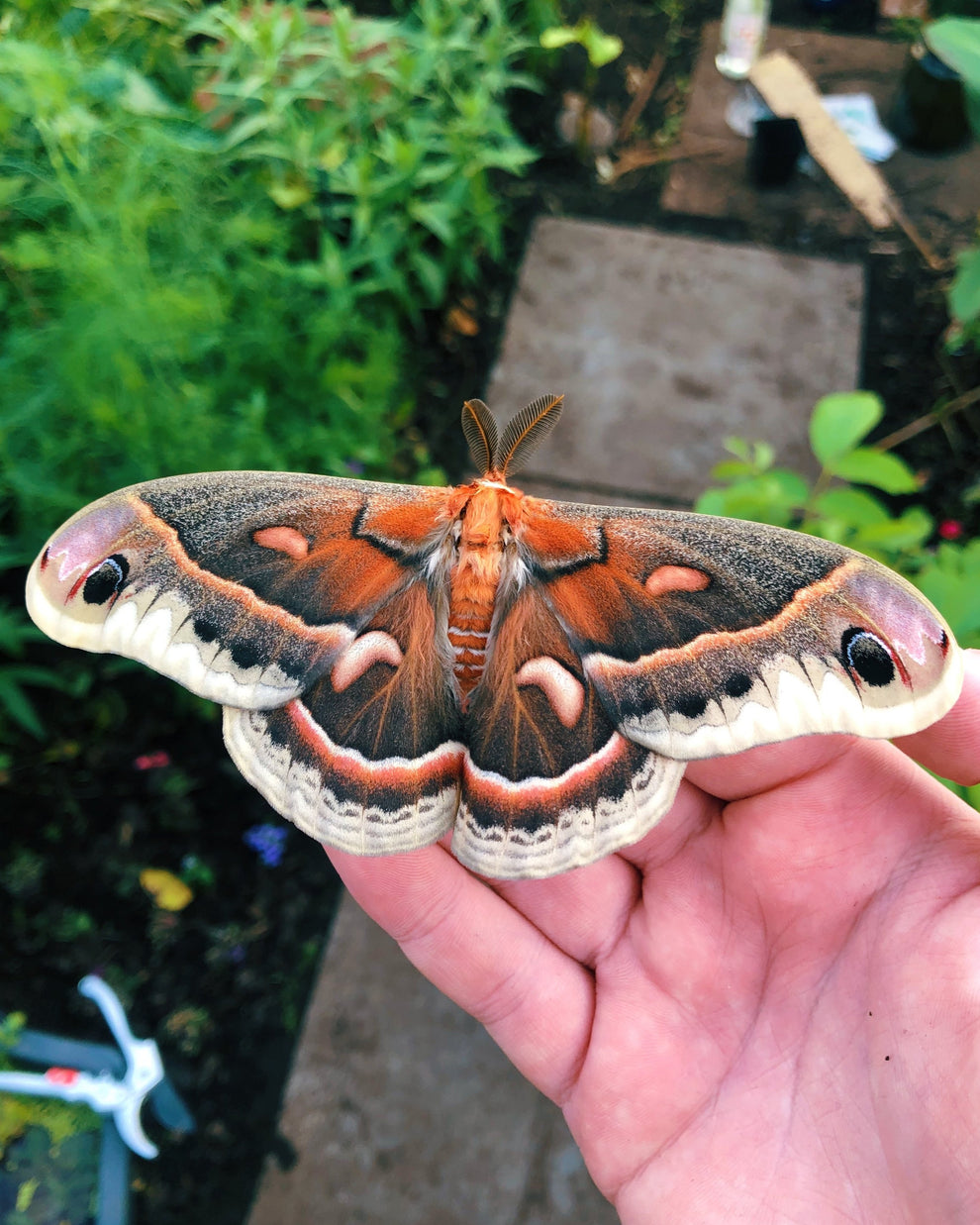 robin-moth-eggs-hyalophora-cecropia-bugs-butterflies-uk