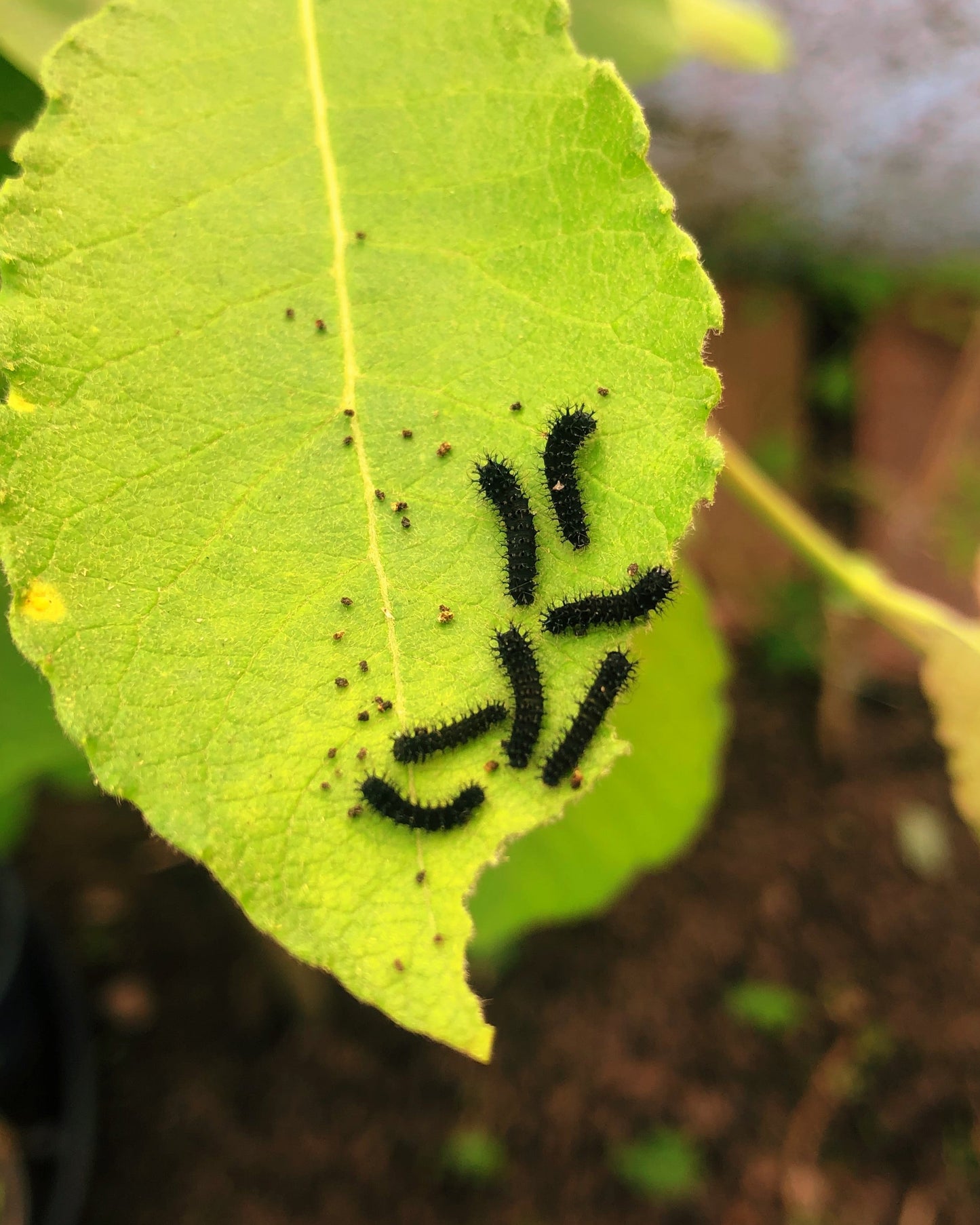 Live butterflies and moths for sale online UK. Order eggs, caterpillars, pupae, and cocoons. Watch the lifecycle unfold with insects to rear at home!