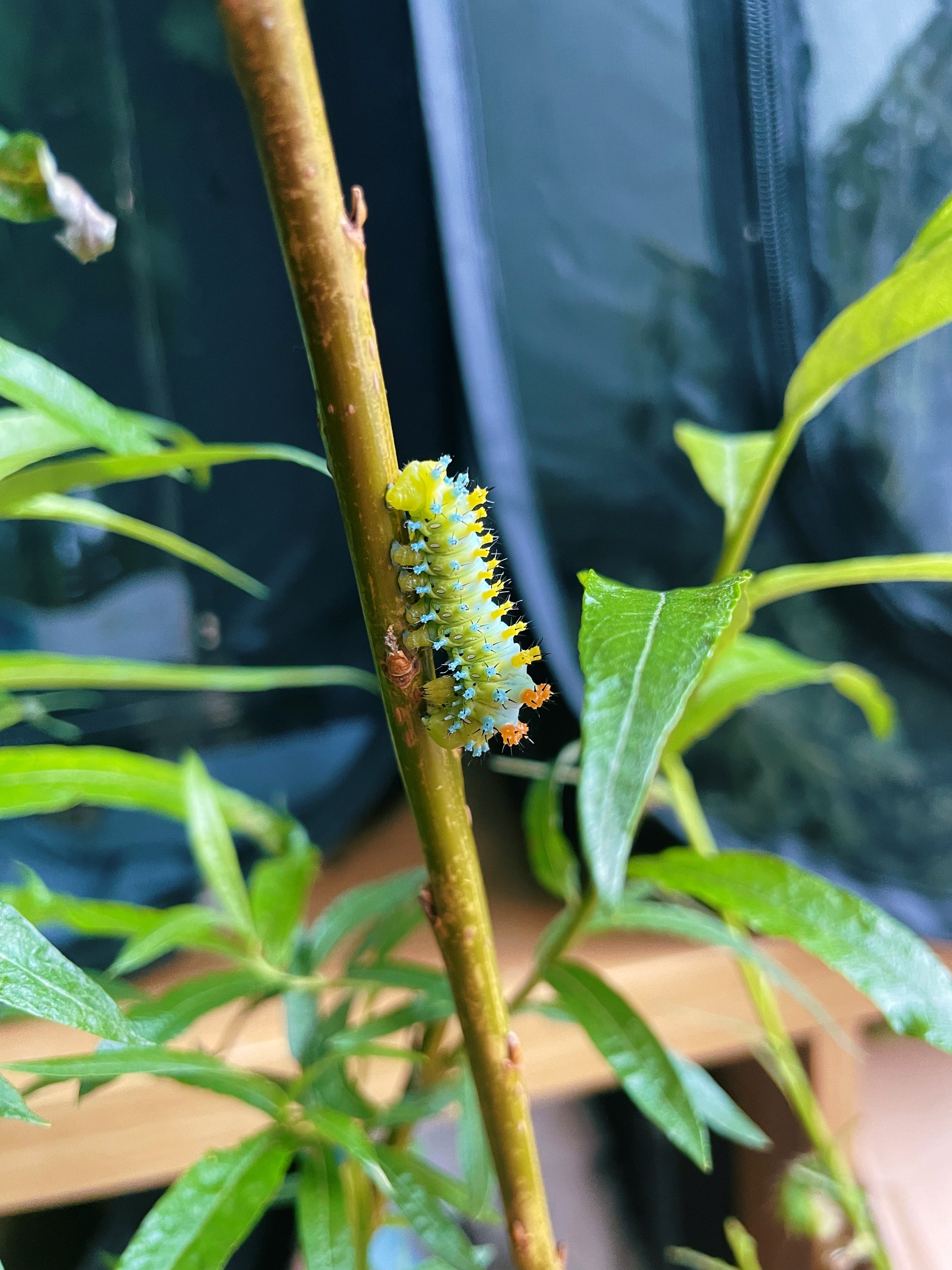 Live butterflies and moths for sale online UK. Order eggs, caterpillars, pupae, and cocoons. Watch the lifecycle unfold with insects to rear at home!