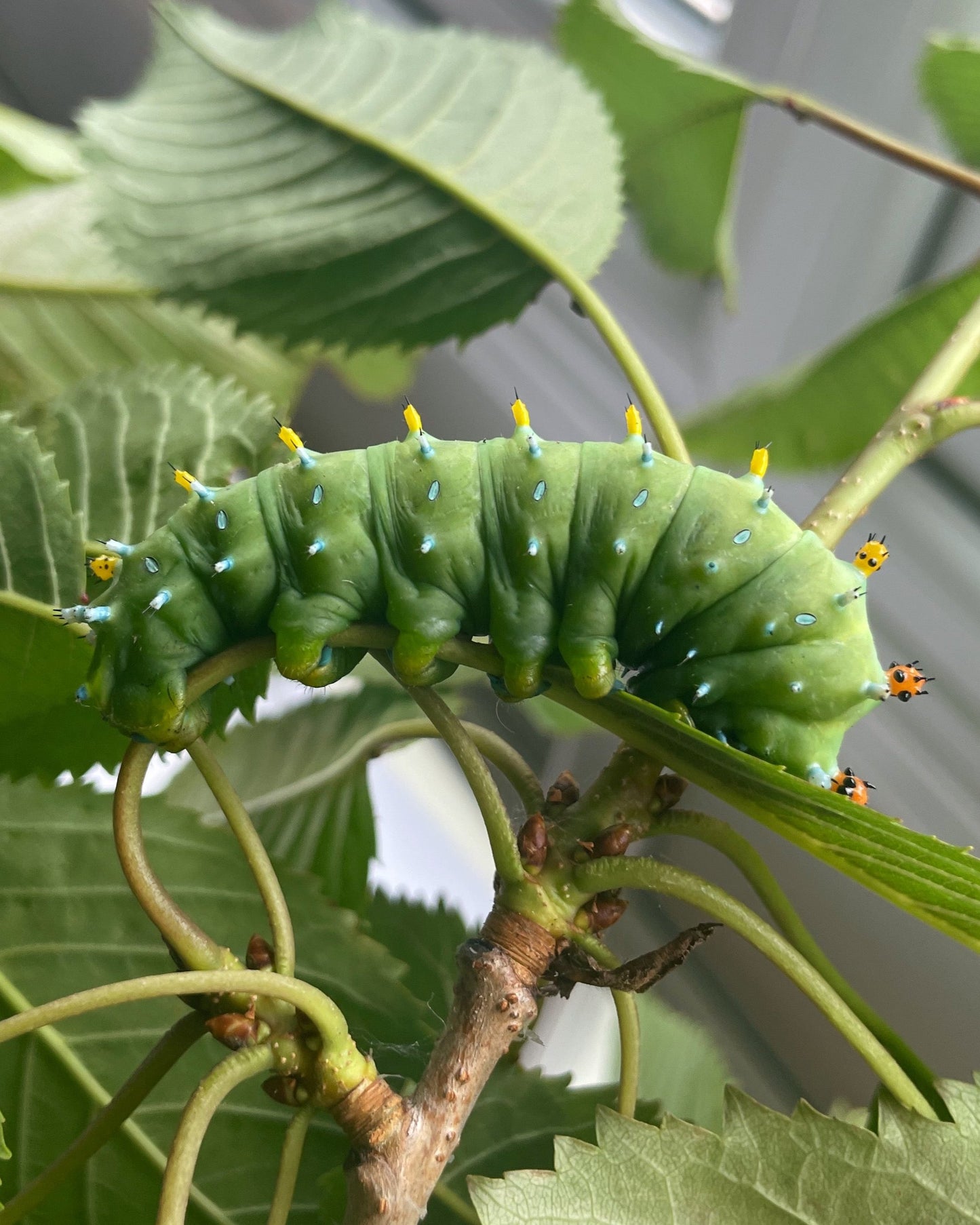 Live butterflies and moths for sale online UK. Order eggs, caterpillars, pupae, and cocoons. Watch the lifecycle unfold with insects to rear at home!