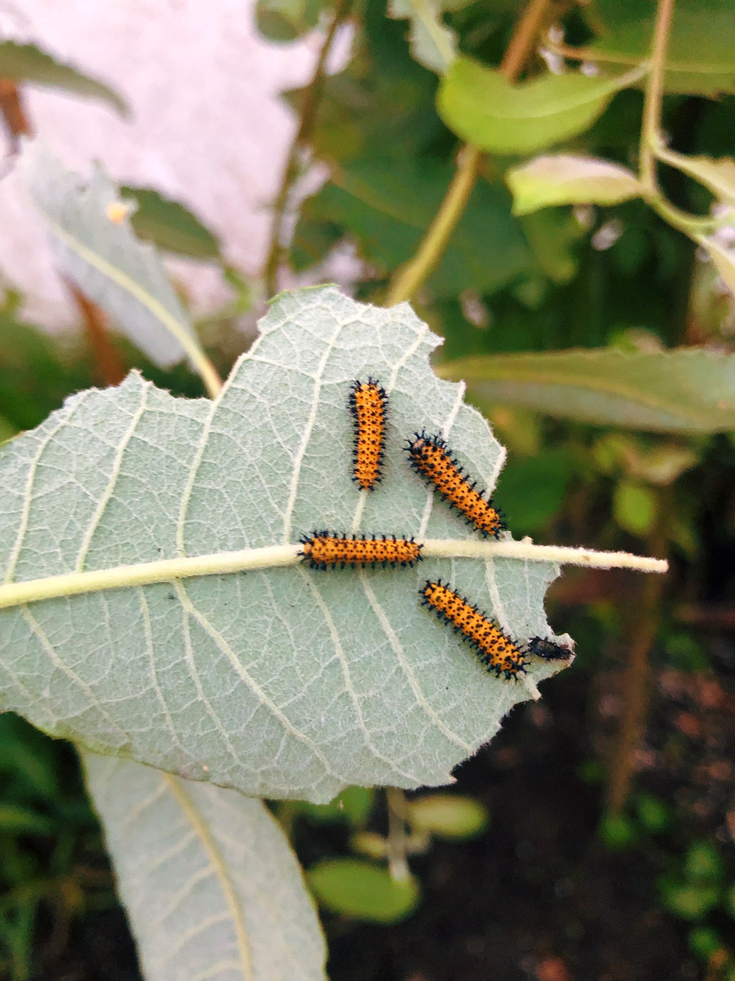 Live butterflies and moths for sale online UK. Order eggs, caterpillars, pupae, and cocoons. Watch the lifecycle unfold with insects to rear at home!