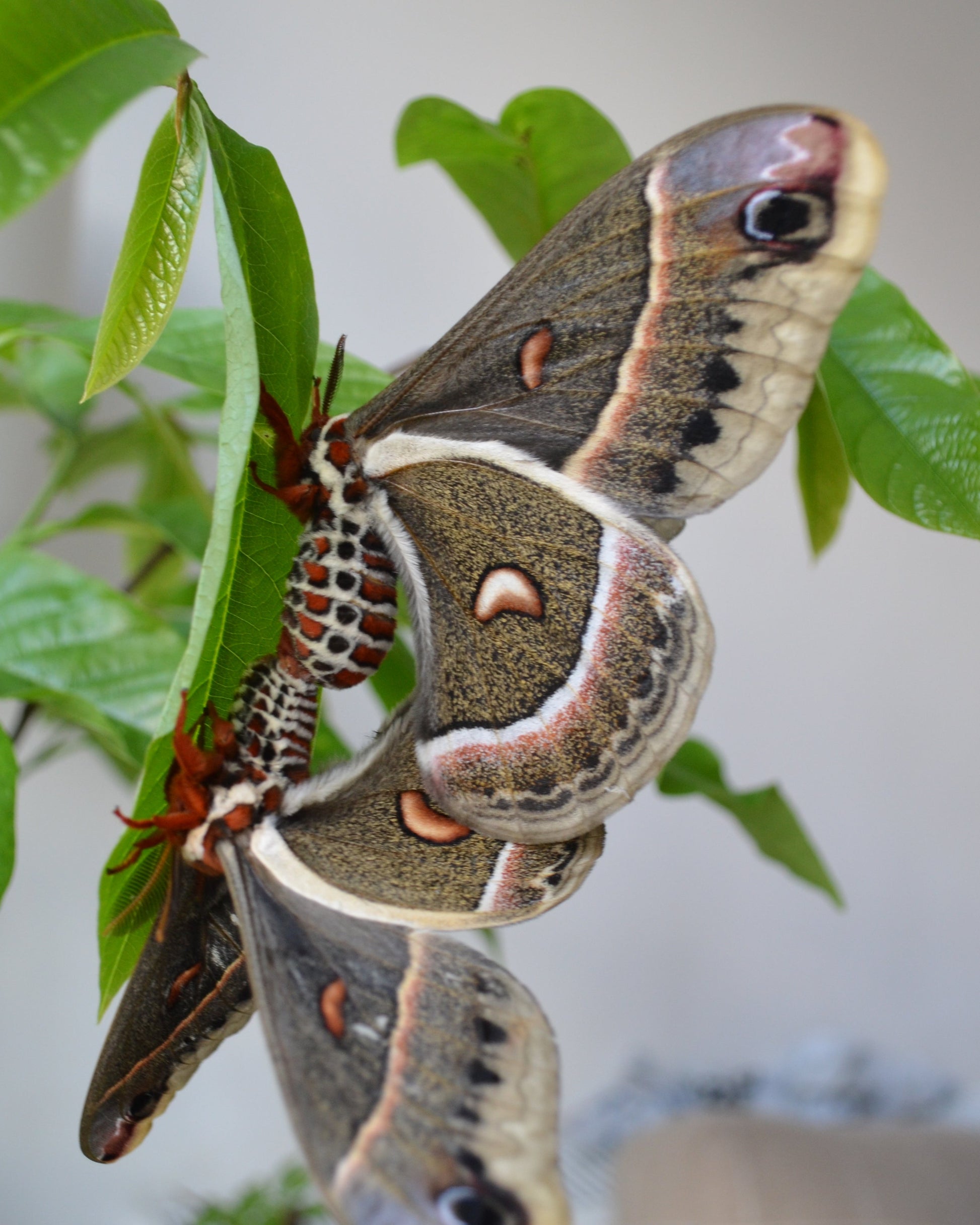 Live butterflies and moths for sale online UK. Order eggs, caterpillars, pupae, and cocoons. Watch the lifecycle unfold with insects to rear at home!