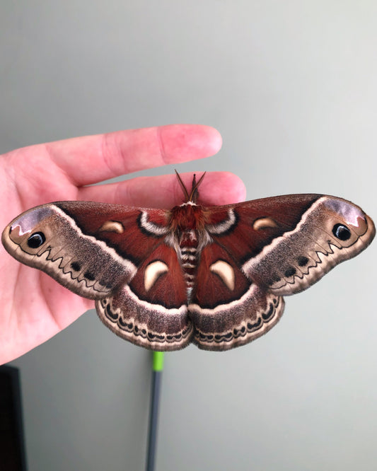 Live butterflies and moths for sale online UK. Buy eggs, caterpillars, pupae, and cocoons. Watch the lifecycle unfold with insects to rear at home!