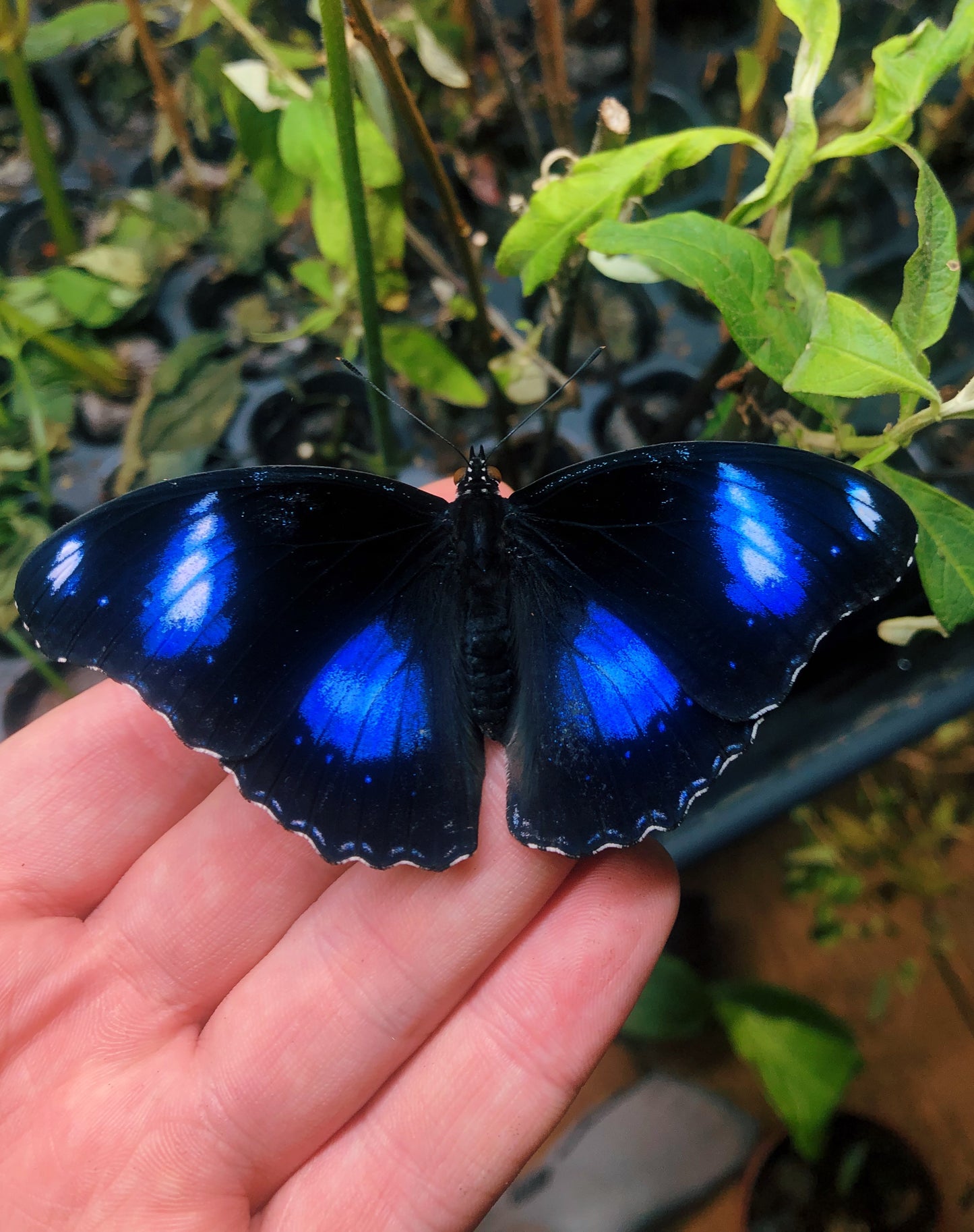 Live butterflies and moths for sale online UK. Order eggs, caterpillars, pupae, and cocoons. Watch the lifecycle unfold with insects to rear at home!