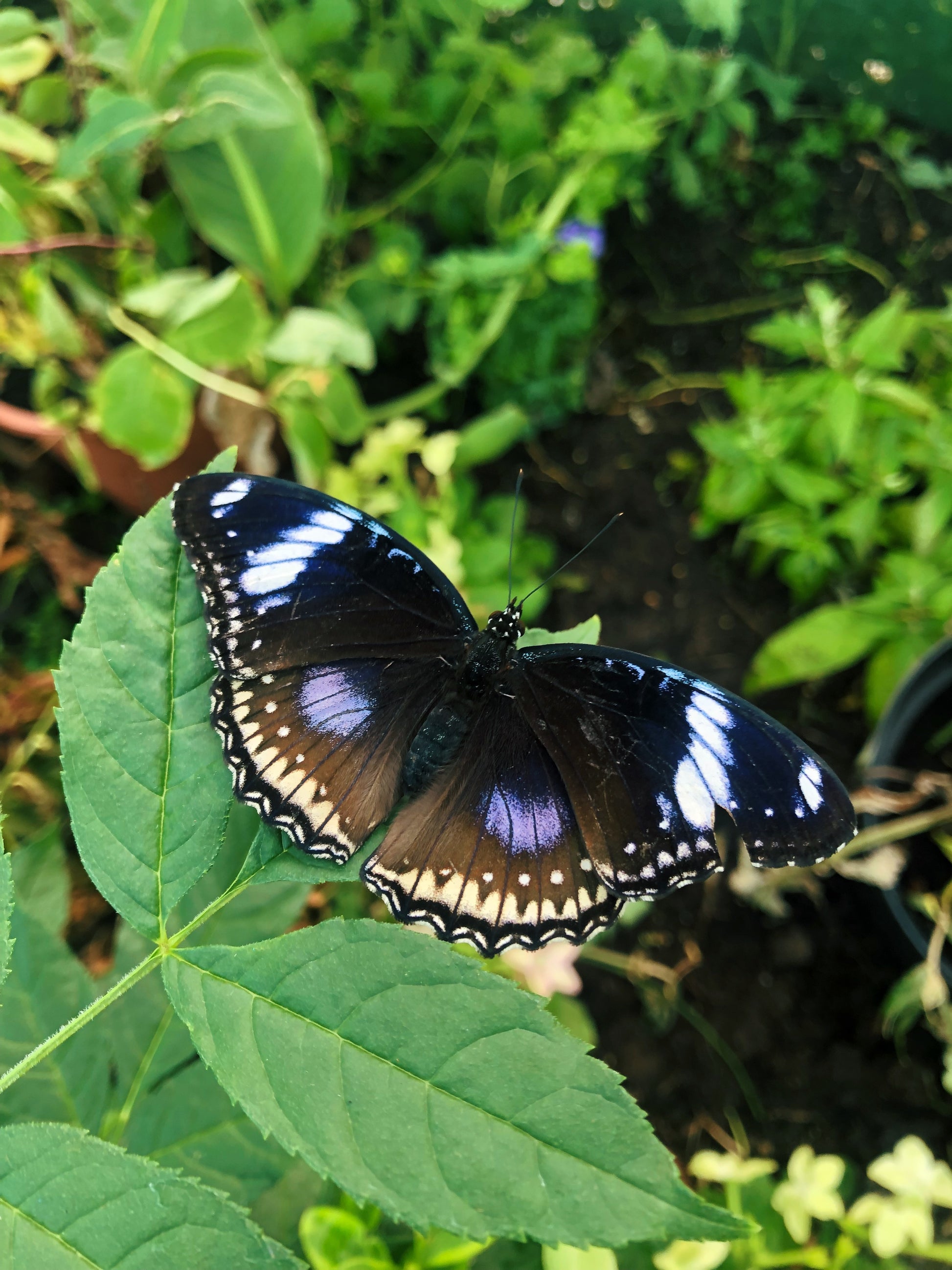 Live butterflies and moths for sale online UK. Order eggs, caterpillars, pupae, and cocoons. Watch the lifecycle unfold with insects to rear at home!