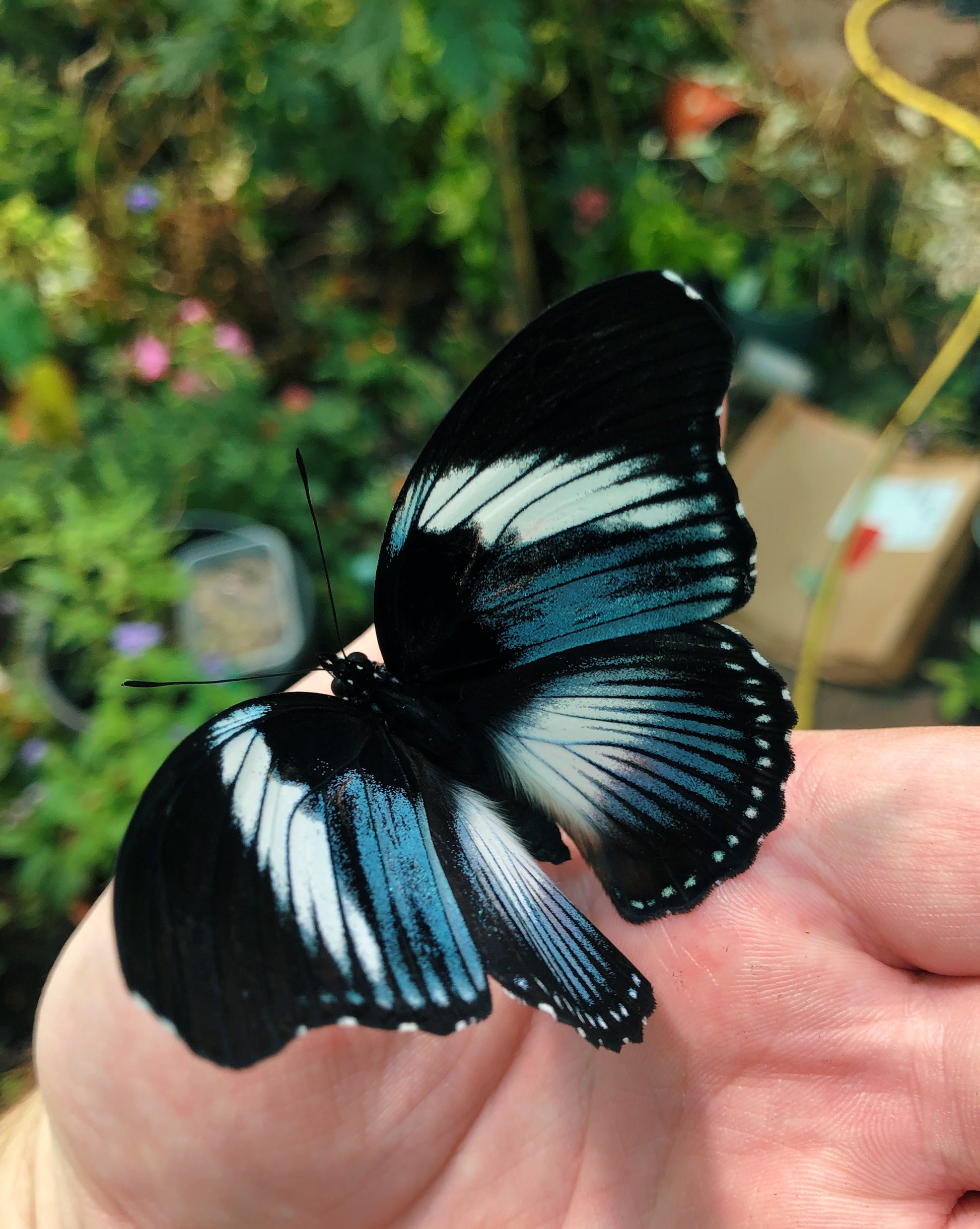 Live butterflies and moths for sale online UK. Order eggs, caterpillars, pupae, and cocoons. Watch the lifecycle unfold with insects to rear at home!