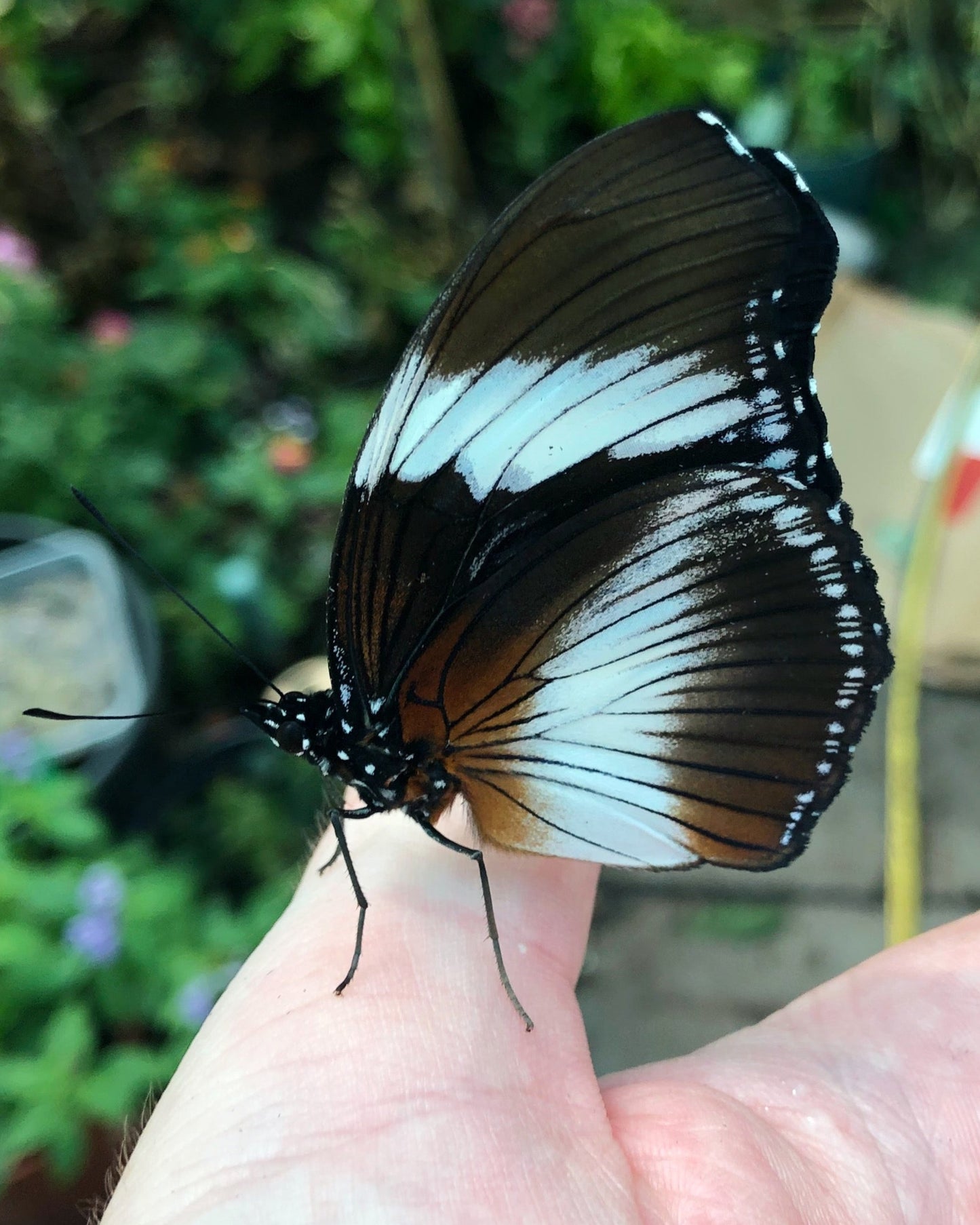 Live butterflies and moths for sale online UK. Order eggs, caterpillars, pupae, and cocoons. Watch the lifecycle unfold with insects to rear at home!