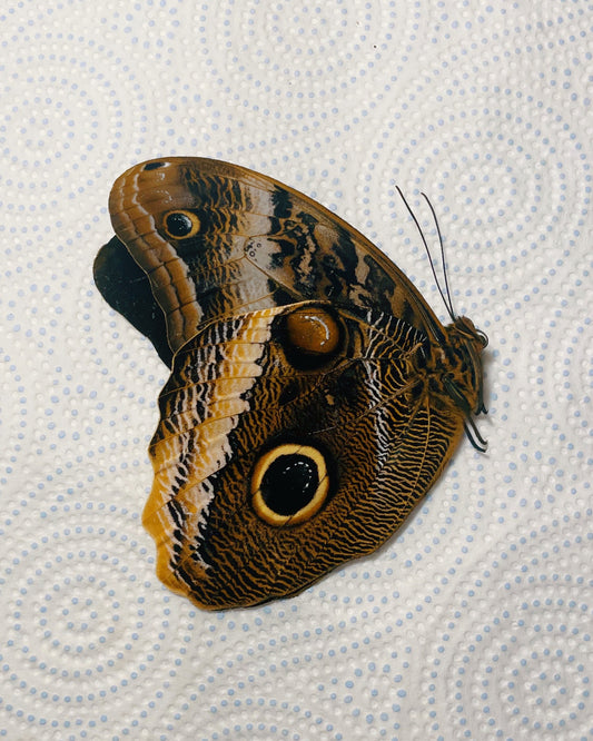 Giant Owl Butterfly papered specimen