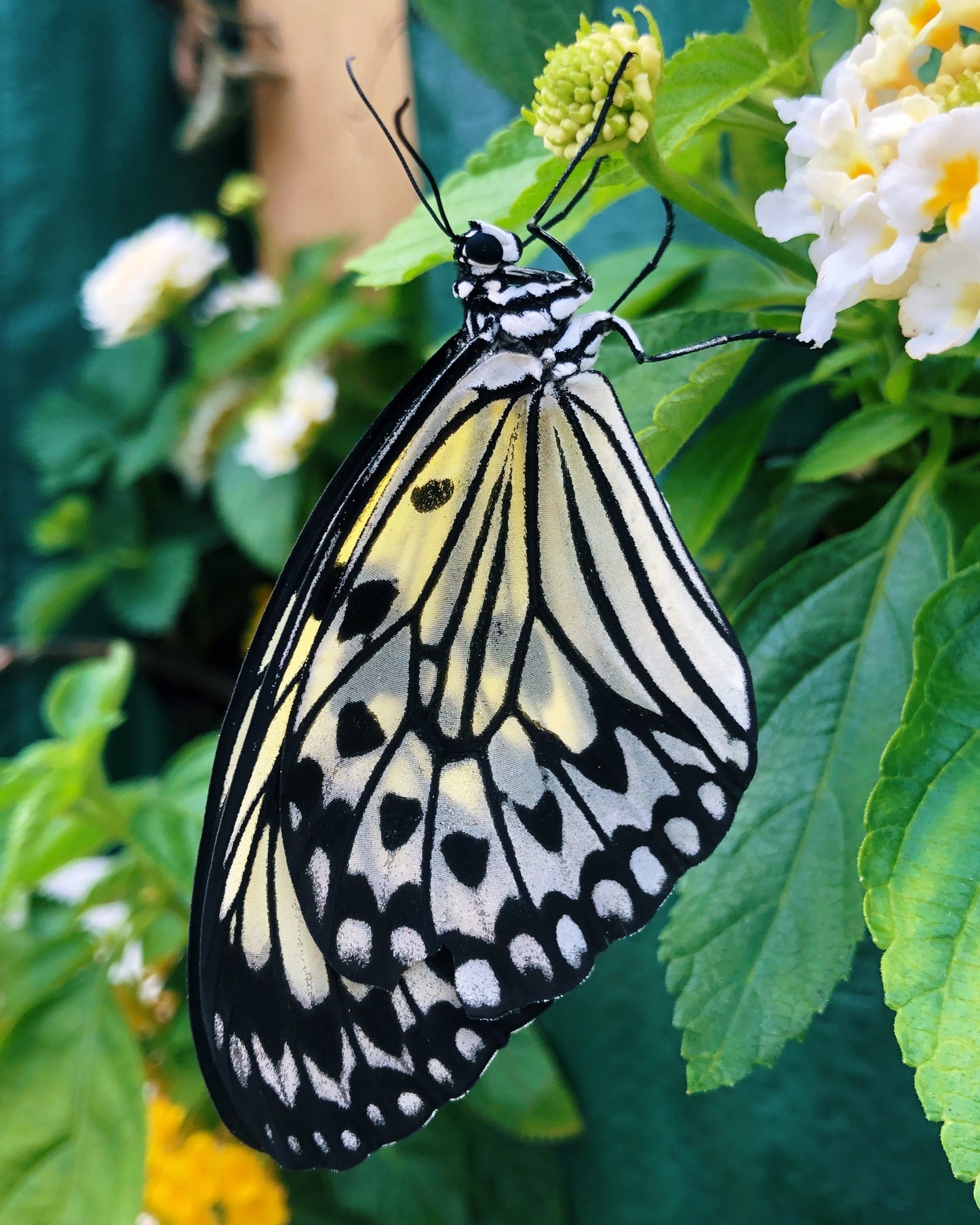 Live butterflies and moths for sale online UK. Order eggs, caterpillars, pupae, and cocoons. Watch the lifecycle unfold with insects to rear at home!