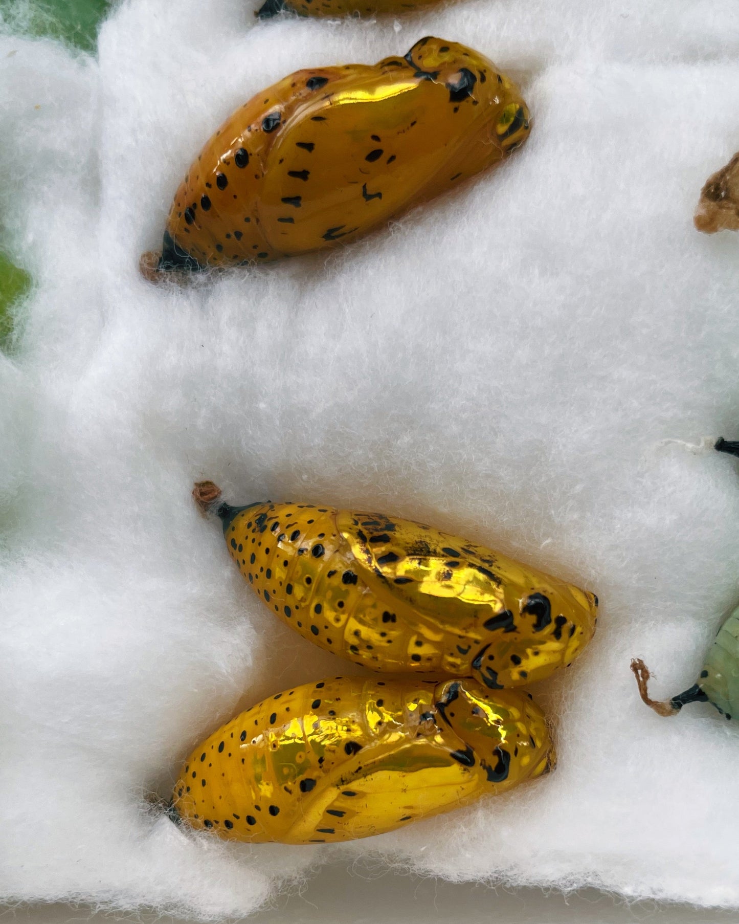 Live butterflies and moths for sale online UK. Order eggs, caterpillars, pupae, and cocoons. Watch the lifecycle unfold with insects to rear at home!