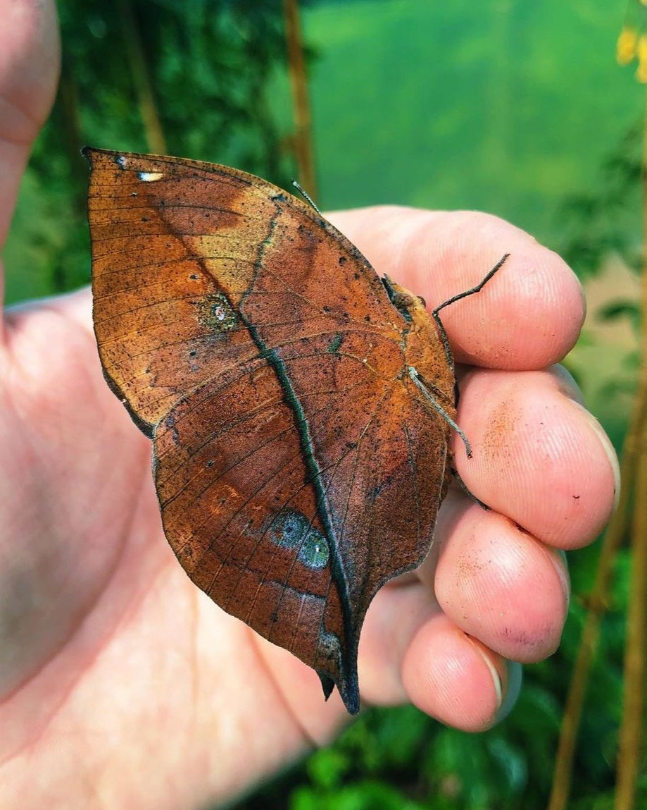 Kalima Insect Indian Leafwing Butterfly | Kallima inachus PUPAE – Bugs & Butterflies UK